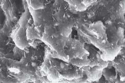 % of wood flour 1 µ m Rys.. Obraz SEM prze³omu mieszaniny polilaktydu ze skrobi¹ GBR w temperaturze otoczenia Fig.. SEM image of GBR polylactide/starch blend fracture at ambient temperature 1 µ m Rys.