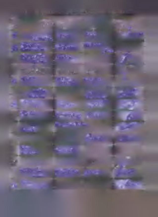 c [IB l i Uczestnicy szkolenia prezesów i komisji rewizyjnych ROD \aa vo ~{b^srvj^ S4^, O w s io ^ l jaailh Wii^c C h b u i ^ ^ tfuo/rj / ( Z/4 Cl