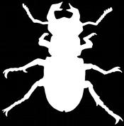 1200 163 gatunków chrząszczy na 19 osobnikach