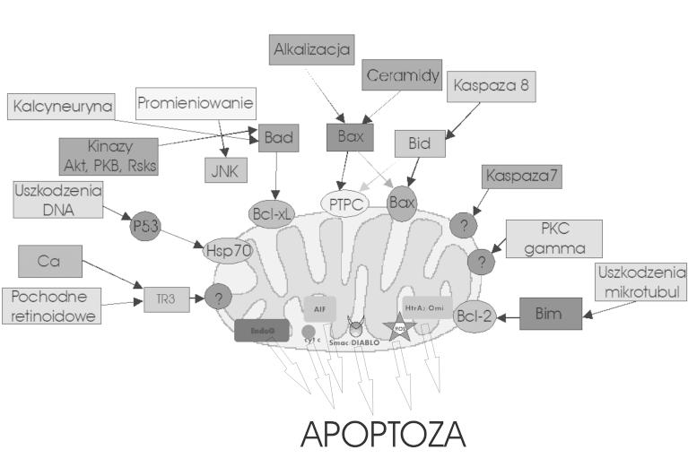 530 A. M. CZARNECKA, P. GOLIK, E. BARTNIK RYCINA 2. Integracja sygna³ów proapoptotycznych w mitochondrium.