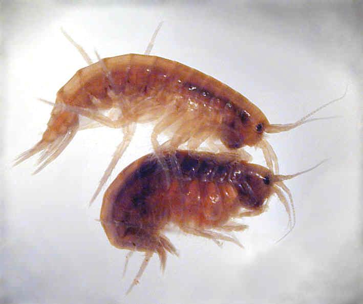 Crustacea