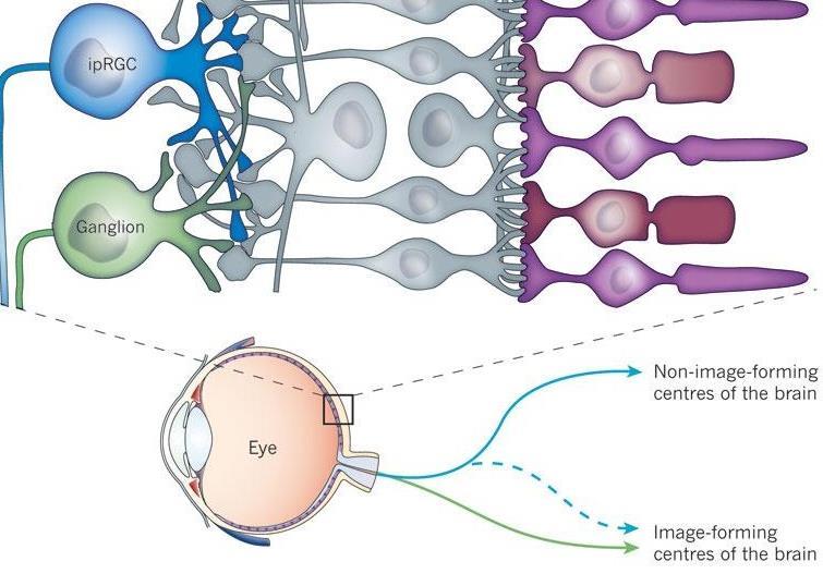 melanopsynowe PACAP GLUTA PACAP peptyd aktywujący cyklazę