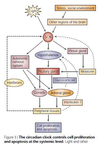 ZEGAR BIOLOGICZNY KONTROLUJE FUNKCJONOWANIE NARZĄDÓW OBWODOWYCH Fu & Lee, Nature Rev Cancer, 2003, 3: 350-361 Drogi