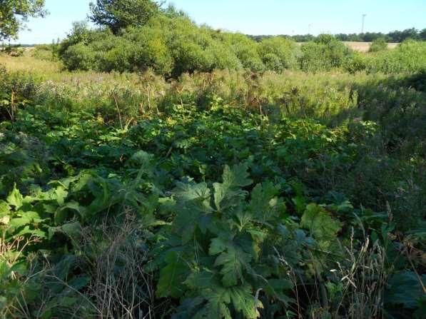 290 m 2, zwarta powierzchnia oraz pojedynczy okaz na wschód od niej położone w