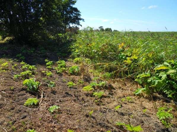 0,19 ha, pojedyncze okazy rozproszone na gruncie rolnym,