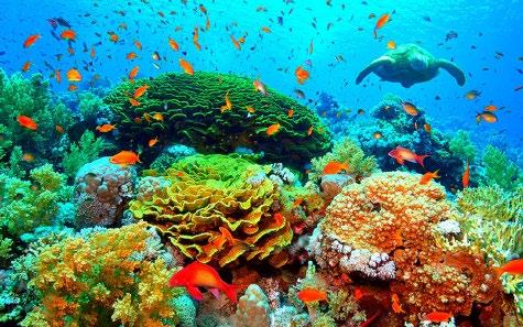 Postój w lagunie wyspy na trzeciej z największych raf koralowych świata.