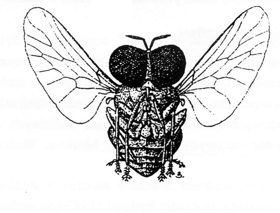 ISSN 1895 4464 DIPTERON BIULETYN SEKCJI DIPTEROLOGICZNEJ
