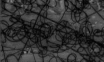 5. Photographs of nanofibers prepared of TEEE terpolymers by electrospinning from the solution.