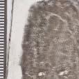 Impressions of friction skin developed on internal surfaces of latex gloves developed with Wet Powder suspension and lifted on transparent foil Ryc.