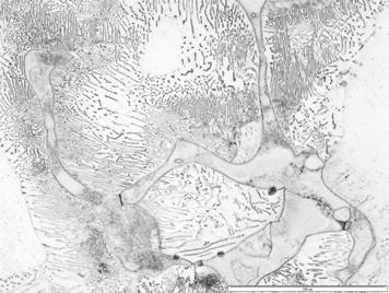 Microstructure of the GA8 alloy in initial state SEM HYDRO MAGNESIUM Zaobserwowano niejednorodność składu chemicznego osnowy.