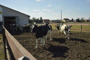 .pl https://www..pl Krowy na wybiegu szaleją z radości, a przy okazji regulują gospodarkę wapniem i fosforem.