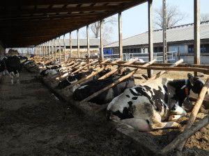 .pl https://www..pl stada, ponieważ krowa rekonwalescentka rzadko wstaje do paszy i wody, a więc produkcja mleka spada, a hodowca liczy straty.