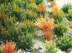 fungicyd 84 SL Fytoftoroza (Phytophthora cinnamoni) na cyprysiku Lawsona Fytoftoroza (Phytophthora cinnamoni) na wrzosach w ochronie roêlin ozdobnych Do ochrony przed zgorzelà zgnilakowà i
