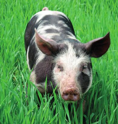 Płatność rolnośrodowiskowo-klimatyczna przysługuje do maksymalnej liczby zwierząt w jednym stadzie: 70 loch stada podstawowego świń rasy puławskiej, 100 loch stada podstawowego świń rasy złotnickiej