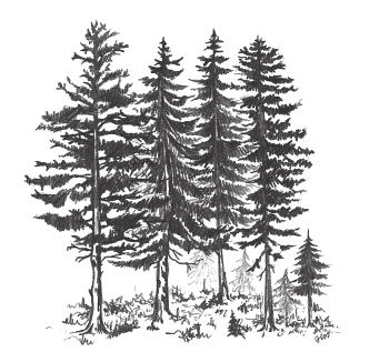 3. Przy pomocy strzałek dopasuj opis do rysunku zbiorowiska leśnego. Las rozwijający się na podłożu bogatym w węglan wapnia.