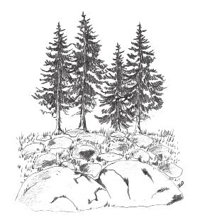 Charakterystyczne dla Tatr zbiorowisko leśne rozwijające się w reglu dolnym na morenach granitowych.