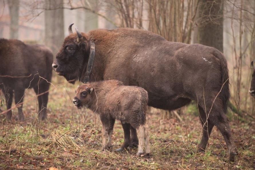 Zarządzanie populacją - monitoring Przyszłe stado żubrów powinno podlegać ciągłemu monitoringowi w zakresie: - określenia dyspersji i