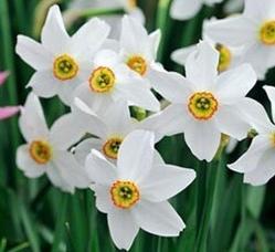 holenderski mix kolorów Narcissus -