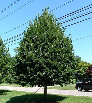 79 Tilia tomentosa 'Varsaviensis Lipa