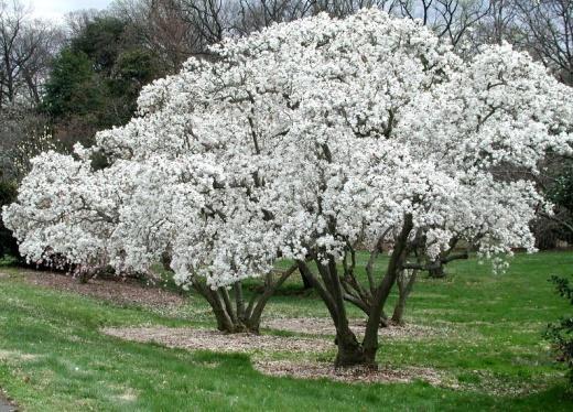 30-40/300-400 80 Magnolia cobus