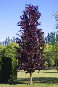 Fagus sylvatica 'Dawyck Purple' Buk