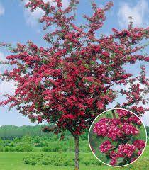 C15/P 150-200 5 Crataegus x media 'Paul's