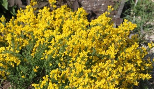 13 Cytisus decumbens Szczodrzeniec położony