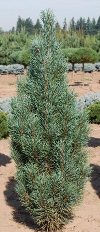 18 Pinus sylvestris 'Fastigiata' Sosna