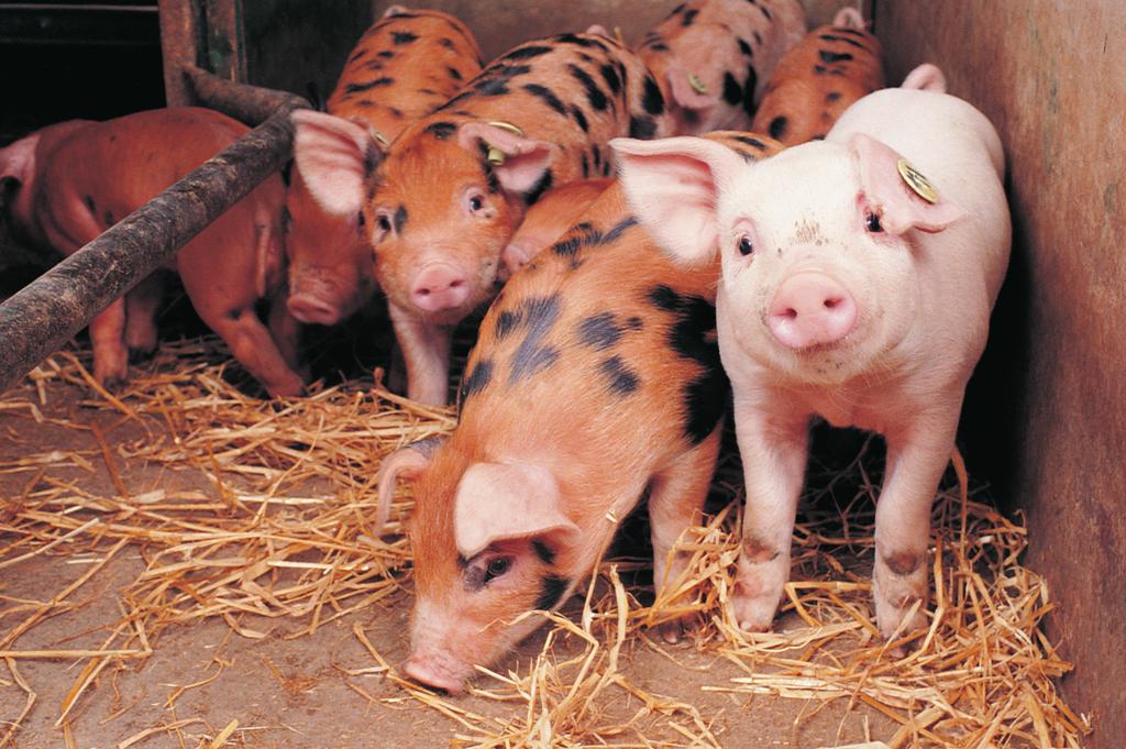Profil oddziaływania na środowisko. Oparty na tlenie skład chemiczny preparatu Virkon S obejmuje proste sole nieorganiczne i kwasy organiczne.