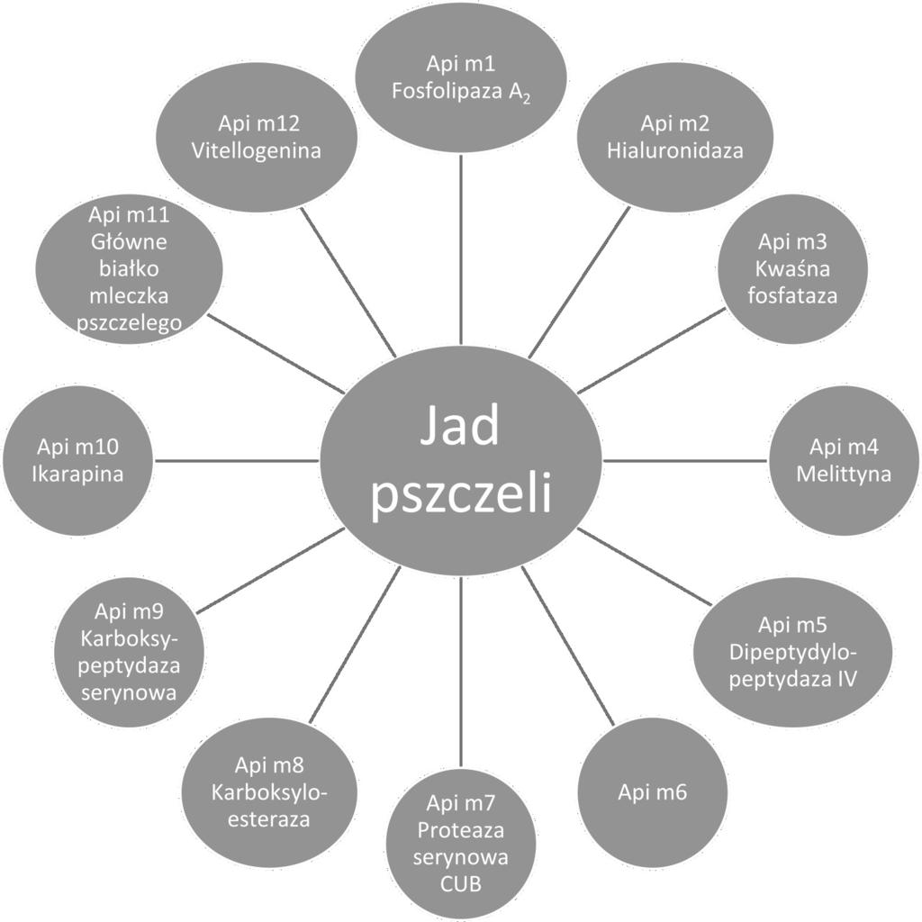 7 Ryc. 2. Alergeny jadu pszczelego w postaci zakażenia miejsca użądlenia, którym towarzyszy gorączka i powiększenie okolicznych węzłów chłonnych.