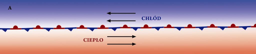 ogrzanie powietrza, czy też choćby pofałdowany teren, to może nastąpić zagięcie linii frontu, które wygląda jak fala (faza B).