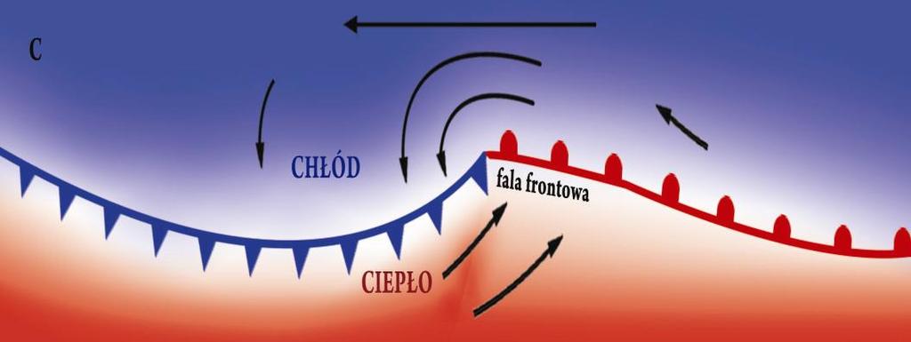Tworzenie się fali frontowej faza A i B. Rozwój środka/centrum cyrkulacji.