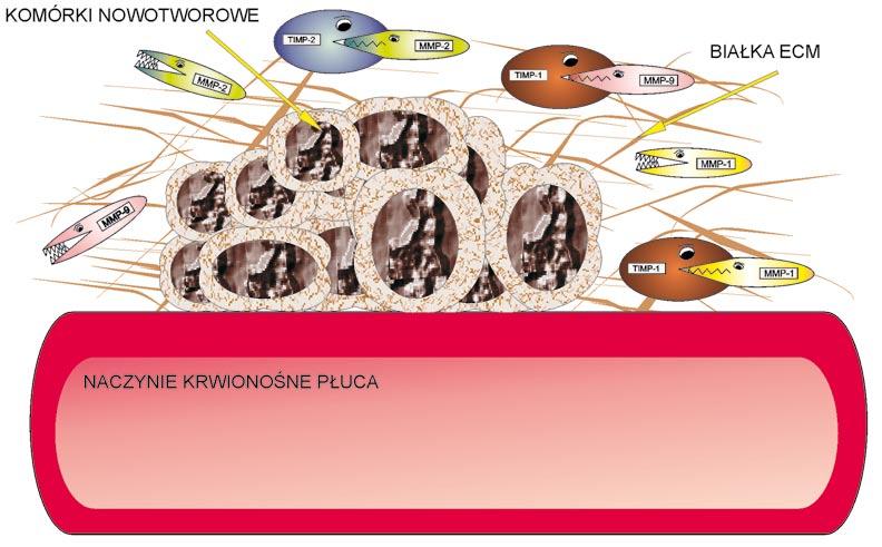 METALOPROTEINAZY KRÓTKA CHARAKTERYSTYKA Metaloproteinazy macierzy zewnątrzkomórkowej należą do rodziny enzymów zależnych od cynku metyzyn.