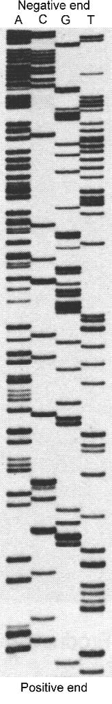 Sekwencjonowanie DNA Elektroforeza DNA pole elektryczne - DNA się