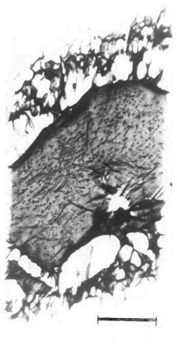 kryształu) X 2 mm