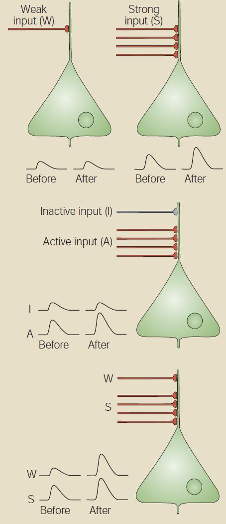 równoczesne wystąpienie słabego sygnału pobudzającego z silnym sygnałem wzmacnia późniejszą odpowiedź na słaby sygnał.