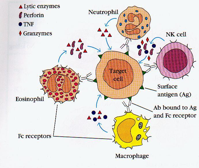 Cytotoksyczność komórkowa zależna od przeciwciał (ADCC) Kindt T.