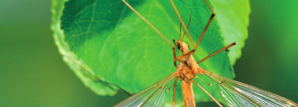 ŚRODKI INSEKTOBÓJCZE NATURALNE PYRETRYNY SAPONIT Nowoczesny preparat w postaci gotowej do użycia cieczy przeznaczony do