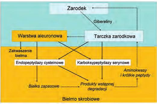 nie wyklucza się możliwości uczestnictwa tych enzymów w degradacji białek zapasowych.