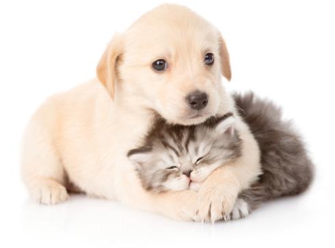 Modele dedykowane - odkurzacze szyte na miarę Dla wszystkich miłośników zwierząt: Cat&Dog Dla alergików: Allergy Model Cat&Dog dzięki turboszczotce napędzanej siłą ssącą odkurzacza