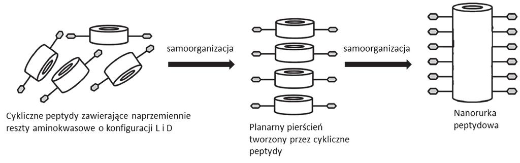 RUSZTOWANIA (SCAFFOLDS) STOSOWANE W MEDYCYNIE REGENARACYJNEJ 271 czy kierunkowania [59]. Panuje przekonanie, że samo-organizacja posiada ogromny potencjał do racjonalnego projektowania nanostruktur.