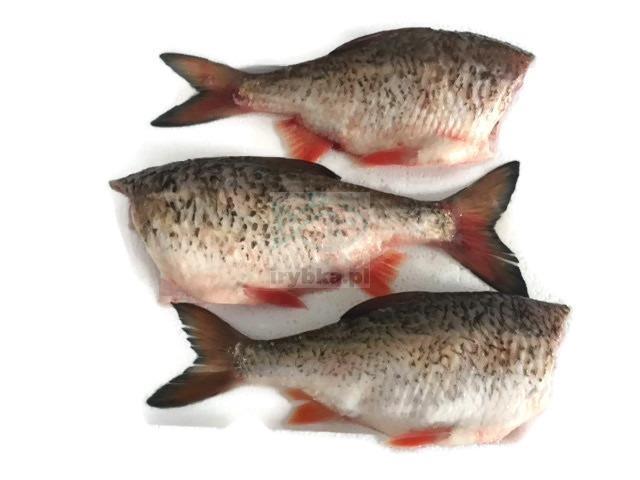 Surowce rybne do produkcji mięsa OM Tuszki ryb