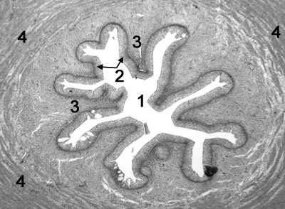 wydzielające śluz w blaszce właściwej początkowego odcinka rozgałęzione