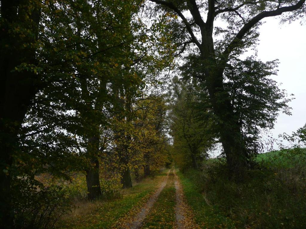 kościoła w Waplewie.