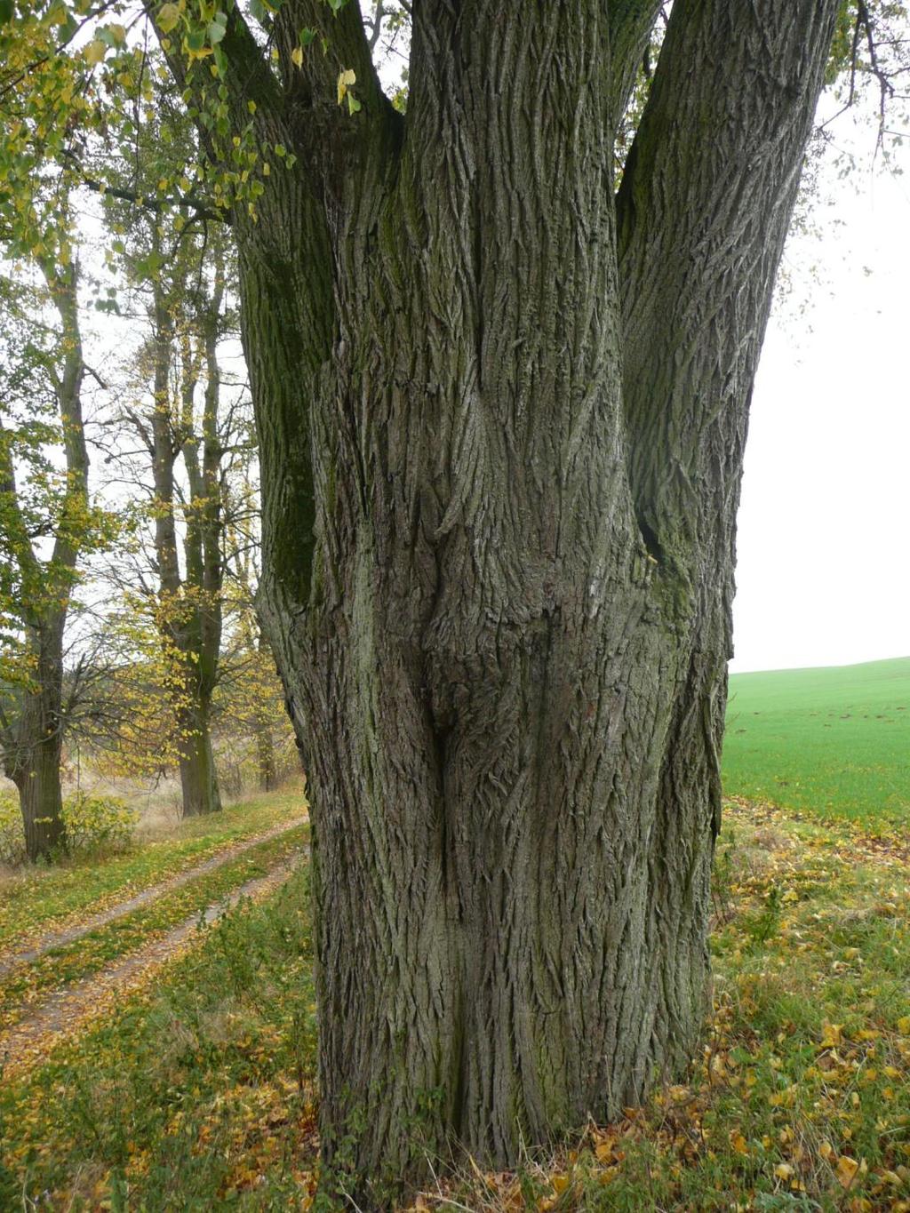 Piękny okaz lipy drobnolistnej,