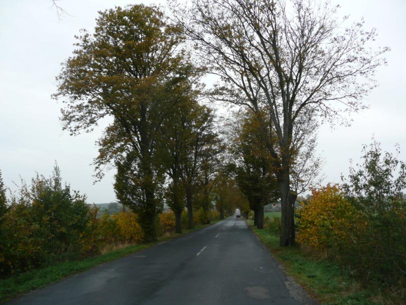 Rekomendowane działania ochronne Liczba i gatunki drzew do posadzenia Inne zabiegi Tworzenie nowych nasadzeń w II pasie