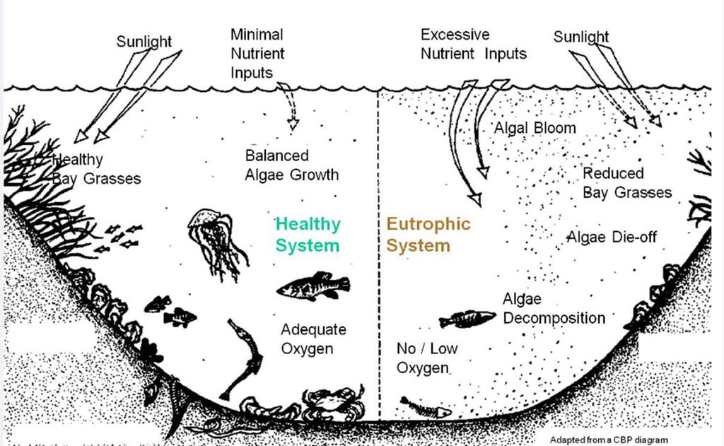 Wpływ eutrofizacji