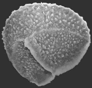 TABLICA I