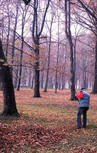 Polski. Kasztanowce pod sta³¹ opiek¹ W październiku i listopadzie br.