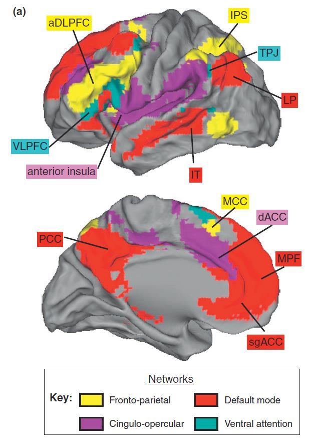Anatomiczne podłoże zaburzeń lękowych (trait anxiety) Sylwester i wsp.